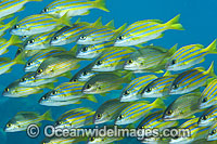Schooling Blue-striped Snapper Photo - Gary Bell