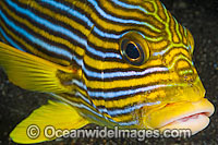 Ribbon Sweetlips Plectorhinchus polytaenia Photo - Gary Bell