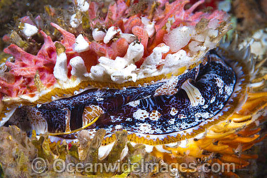 Thorny Oyster (Spondylus varius). Found throughout the Indo-West Pacific. Photo taken at Tulamben, Bali, Indonesia. Within the Coral Triangle. Photo - Gary Bell Thorny Oyster (Spondylus varius). Found throughout the Indo-West Pacific. Photo taken at Tulamben, Bali, Indonesia. Within the Coral Triangle. Photo - Gary Bell