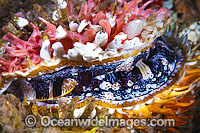 Thorny Oyster Spondylus varius Photo - Gary Bell