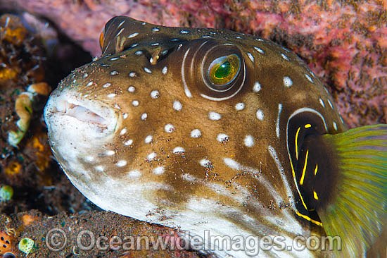 Stars and Stripes Pufferfish Arothron hispidus photo