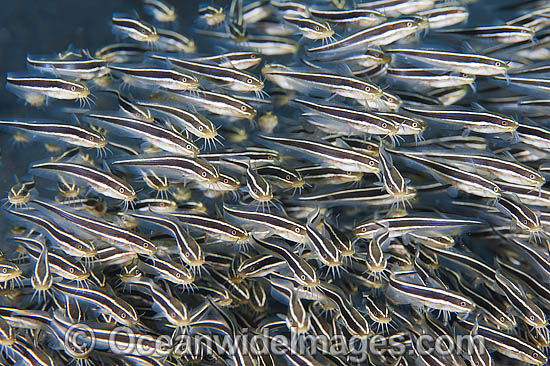 Striped Catfish school photo Striped Catfish school photo