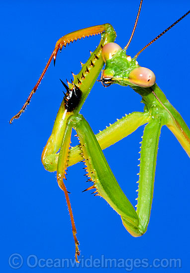 Praying Mantis Tenodera sp. photo