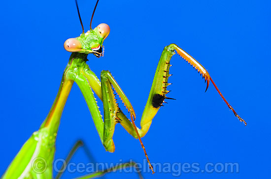 Praying Mantis photo