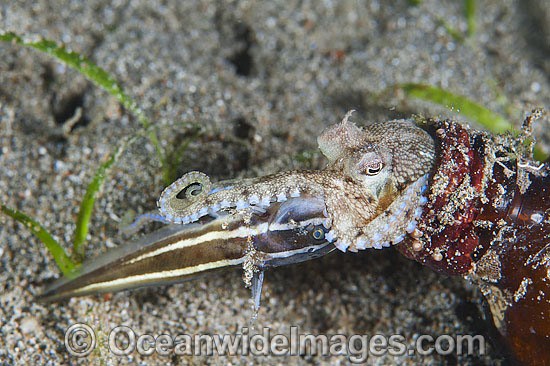 Veined Octopus (Octopus marginatus), also known as Coconut Octopus, hiding in a bottle with a captured juvenile Catfish. Also often sighted hiding in discarded coconut shells. Found throughout the Indo-West Pacific. Anilao, Philippines. Coral Triangle. Photo - Gary Bell