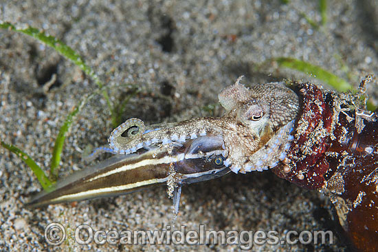 Veined Octopus (Octopus marginatus), also known as Coconut Octopus, hiding in a bottle with a captured juvenile Catfish. Also often sighted hiding in discarded coconut shells. Found throughout the Indo-West Pacific. Anilao, Philippines. Coral Triangle. Photo - Gary Bell Veined Octopus (Octopus marginatus), also known as Coconut Octopus, hiding in a bottle with a captured juvenile Catfish. Also often sighted hiding in discarded coconut shells. Found throughout the Indo-West Pacific. Anilao, Philippines. Coral Triangle. Photo - Gary Bell