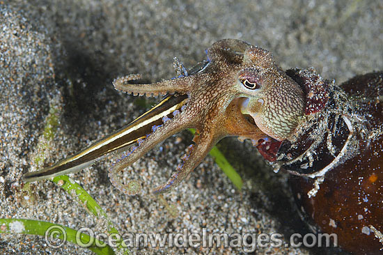 Veined Octopus (Octopus marginatus), also known as Coconut Octopus, hiding in a bottle with a captured juvenile Catfish. Also often sighted hiding in discarded coconut shells. Found throughout the Indo-West Pacific. Anilao, Philippines. Coral Triangle. Photo - Gary Bell Veined Octopus (Octopus marginatus), also known as Coconut Octopus, hiding in a bottle with a captured juvenile Catfish. Also often sighted hiding in discarded coconut shells. Found throughout the Indo-West Pacific. Anilao, Philippines. Coral Triangle. Photo - Gary Bell
