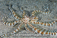 Mimic Octopus Thaumoctopus mimicus Photo - Gary Bell