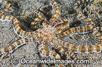 Mimic Octopus Photo - Gary Bell