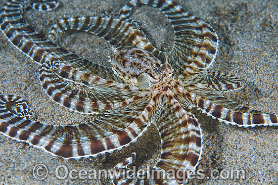 Mimic Octopus Thaumoctopus mimicus photo