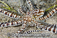 Mimic Octopus Photo - Gary Bell