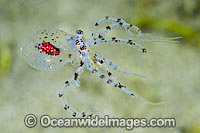 Paralarval Octopus swimming Photo - Gary Bell