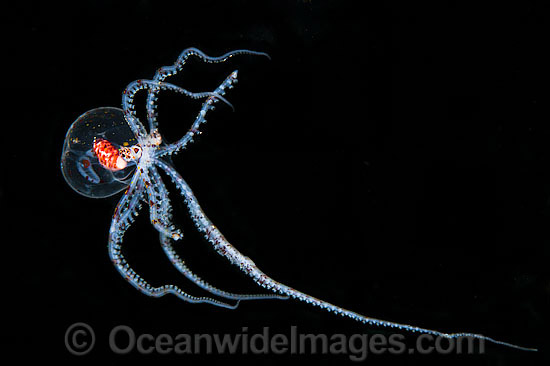 Paralarval Octopus photo