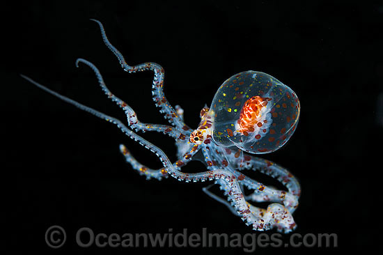 Paralarval Octopus Wunderpus photo