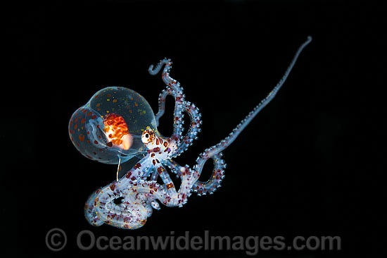 Paralarval Octopus Wunderpus or Abdopus photo