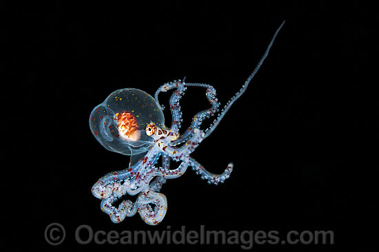 Paralarval Octopus (possibly Wunderpus or a member of the genus Abdopus), swimming. Found throughout the Indo-West Pacific. Photo was taken off Anilao, Philippines. Within the Coral Triangle. Photo - Gary Bell