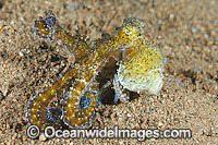 Day Octopus swimming Photo - Gary Bell