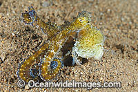 Day Octopus swimming Photo - Gary Bell