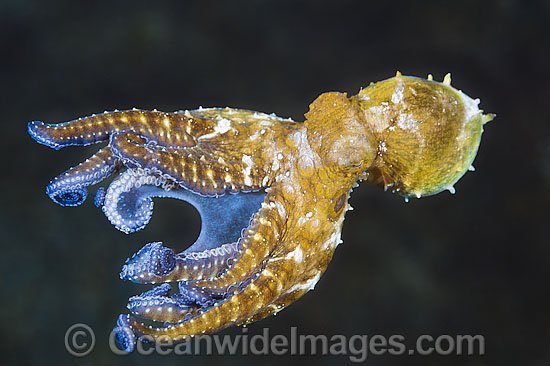 Octopus swimming photo