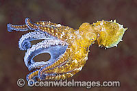 Octopus swimming Photo - Gary Bell