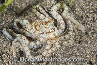 Veined Octopus Octopus marginatus Photo - Gary Bell