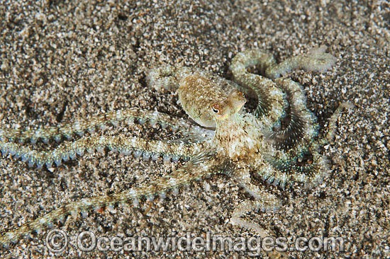 Veined Octopus (Octopus marginatus), juvenile. Also known as Coconut Octopus. Often sighted hiding in discarded coconut shells. Found throughout the Indo-West Pacific. Photo taken off Anilao, Philippines. Within the Coral Triangle. Photo - Gary Bell