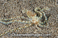 Veined Octopus juvenile Photo - Gary Bell