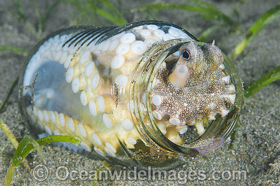 Veined Octopus hiding in glass jar photo