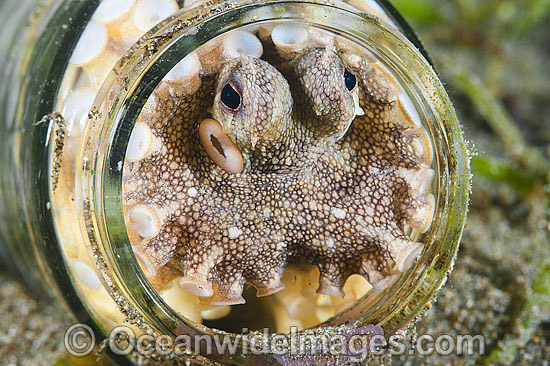 Veined Octopus hiding in glass jar photo Veined Octopus hiding in glass jar photo