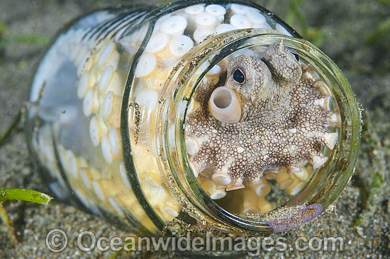 Veined Octopus (Octopus marginatus), hiding in a discarded glass jar. Also known as Coconut Octopus as it is often sighted hiding in discarded coconut shells. Found throughout the Indo-West Pacific. Photo taken Lembeh Strait, Indonesia. Coral Triangle. Photo - Gary Bell Veined Octopus (Octopus marginatus), hiding in a discarded glass jar. Also known as Coconut Octopus as it is often sighted hiding in discarded coconut shells. Found throughout the Indo-West Pacific. Photo taken Lembeh Strait, Indonesia. Coral Triangle. Photo - Gary Bell
