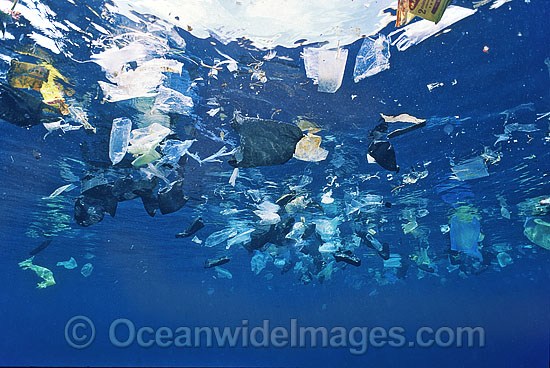 A raft of plastic bags and other plastic materials, discarded at sea, float on the surface of the ocean near Sipadan Island. Many species, including Sea Turtles, mistake floating plastic bags for jellyfish and will die as a result of swallowing them. Photo - Gary Bell