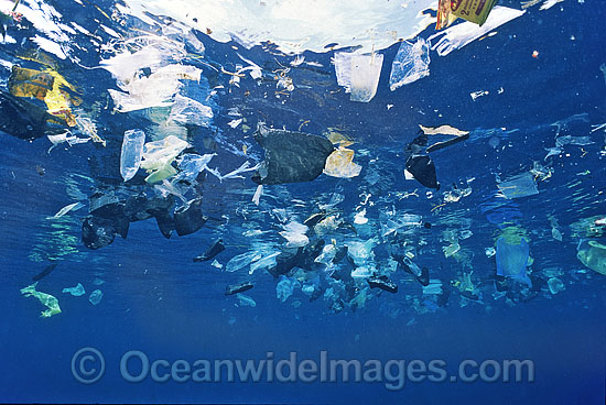 Marine Pollution plastic bags photo