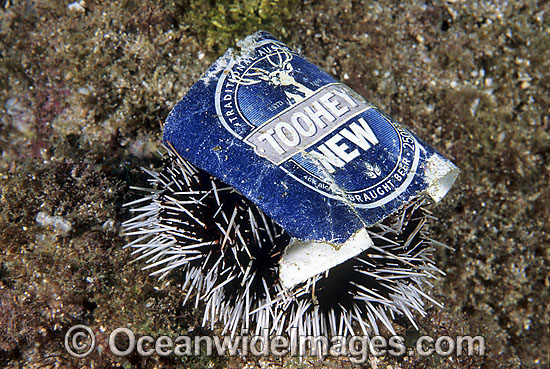 Marine pollution rubbish trash garbage - discarded beer can resting sitting on a Sea Urchin. Pacific Ocean, Australia Photo - Gary Bell Marine pollution rubbish trash garbage - discarded beer can resting sitting on a Sea Urchin. Pacific Ocean, Australia Photo - Gary Bell