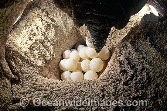 Turtle laying eggs photo