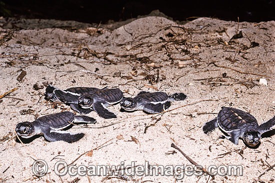 Green Turtle hatchling photo