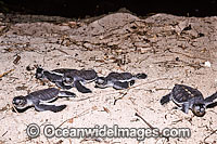 Green Turtle hatchling Photo - Gary Bell