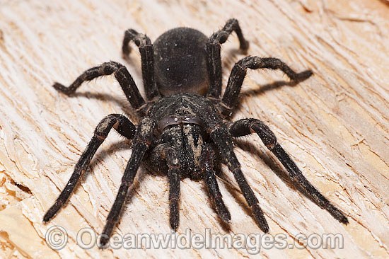 Burrowing Spider female photo
