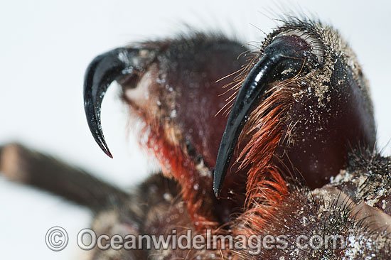 Burrowing Spider fangs photo