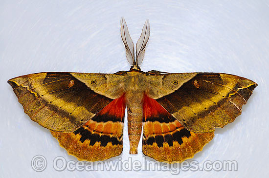 White-stemmed Wattle Moth photo