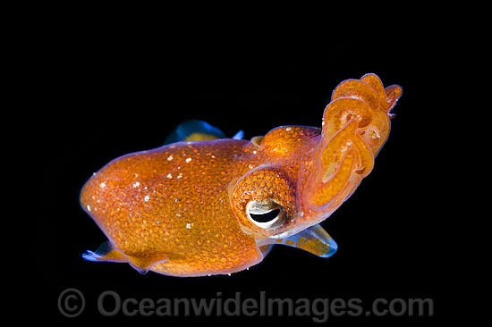 Bottletail Squid swimming photo