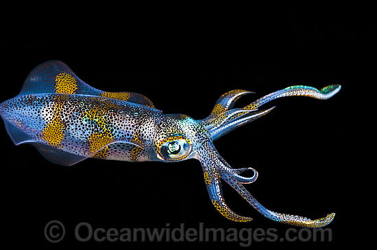 Bigfin Reef Squid Sepioteuthis lessoniana photo