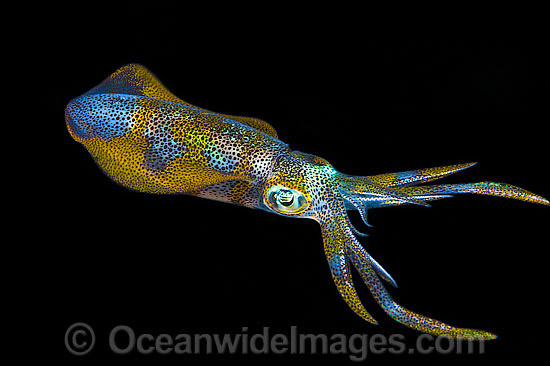 Bigfin Reef Squid at night photo