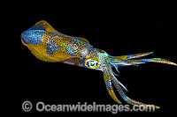 Bigfin Reef Squid at night Photo - Gary Bell