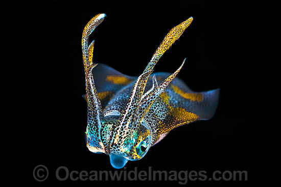 Bigfin Reef Squid Sepioteuthis lessoniana photo