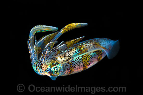 Bigfin Reef Squid Sepioteuthis lessoniana photo