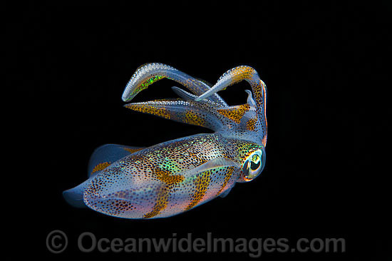 Bigfin Reef Squid swimming photo