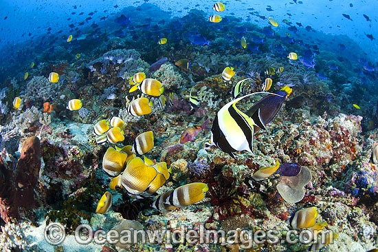 Reef scene comprising of Brown Butterflyfish (Chaetodon kleinii), a single Moorish Idol (Zanclus cornutus), schooling Blue Triggerfish (Odonus niger) and a single Goatfish, all foraging for food amonst a coral reef. Anilao, Philippines. Coral Triangle. Photo - Gary Bell