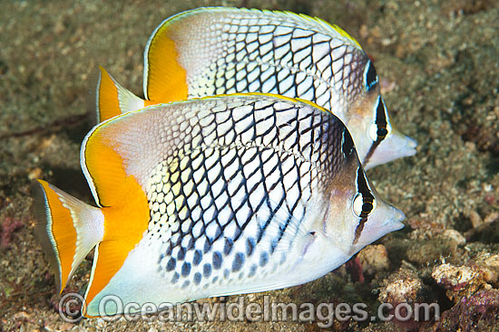 Cross-hatch Butterflyfish Chaetodon xanthurus photo