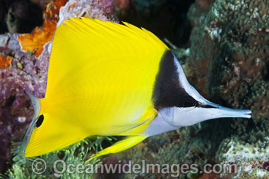 Long-nose Butterflyfish (Forcipiger flavissimus). Found throughout the Indo-Pacific, including the Great Barrier Reef, Australia. Photo - Gary Bell