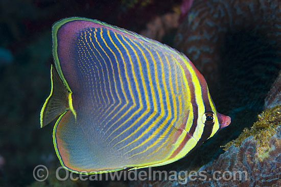 Pacific Triangular Butterflyfish Chaetodon triangulum photo Pacific Triangular Butterflyfish Chaetodon triangulum photo